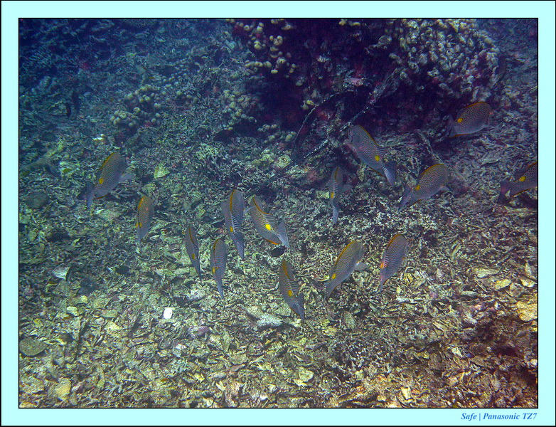 2012 - 07 - Dauin Sanctuary 17